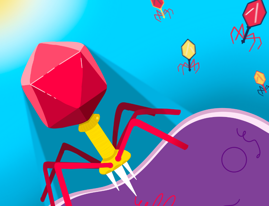 噬菌體展示技術(shù)